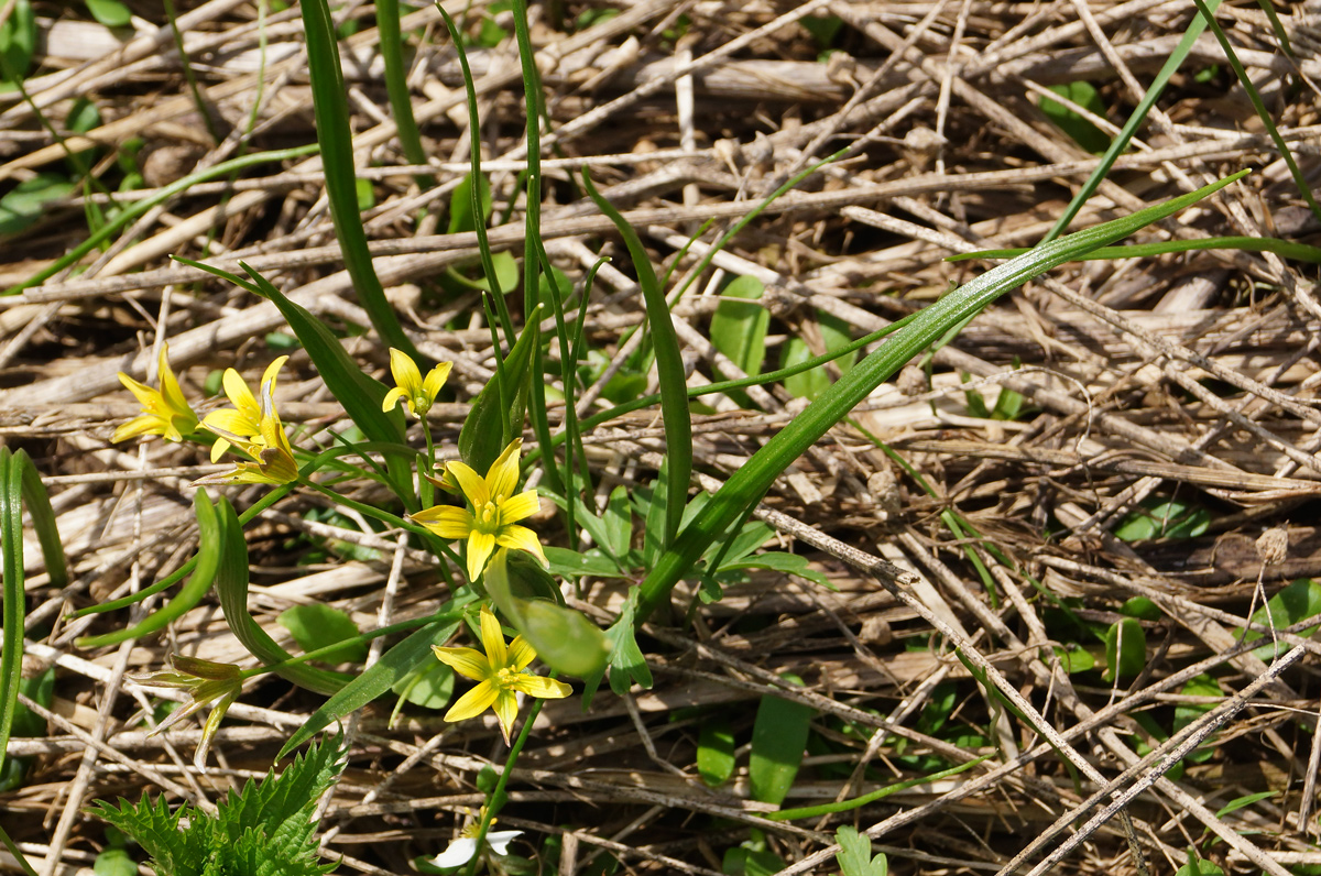 Image of genus Gagea specimen.