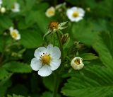 Fragaria vesca