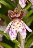 Orchis purpurea. Цветок. Молдова, Оргеевский р-н, с. Ватич, окраина дубово-грабового леса. 28.05.2017.