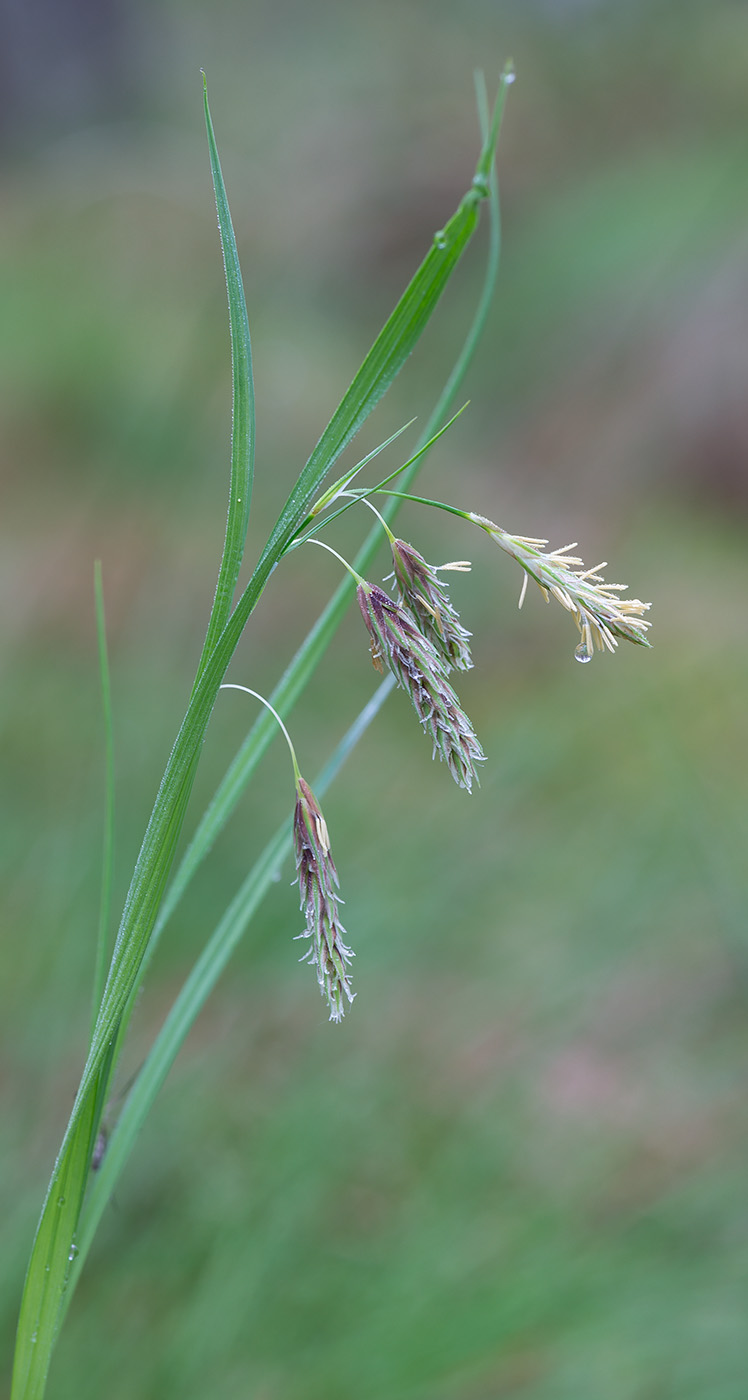 Изображение особи Carex paupercula.