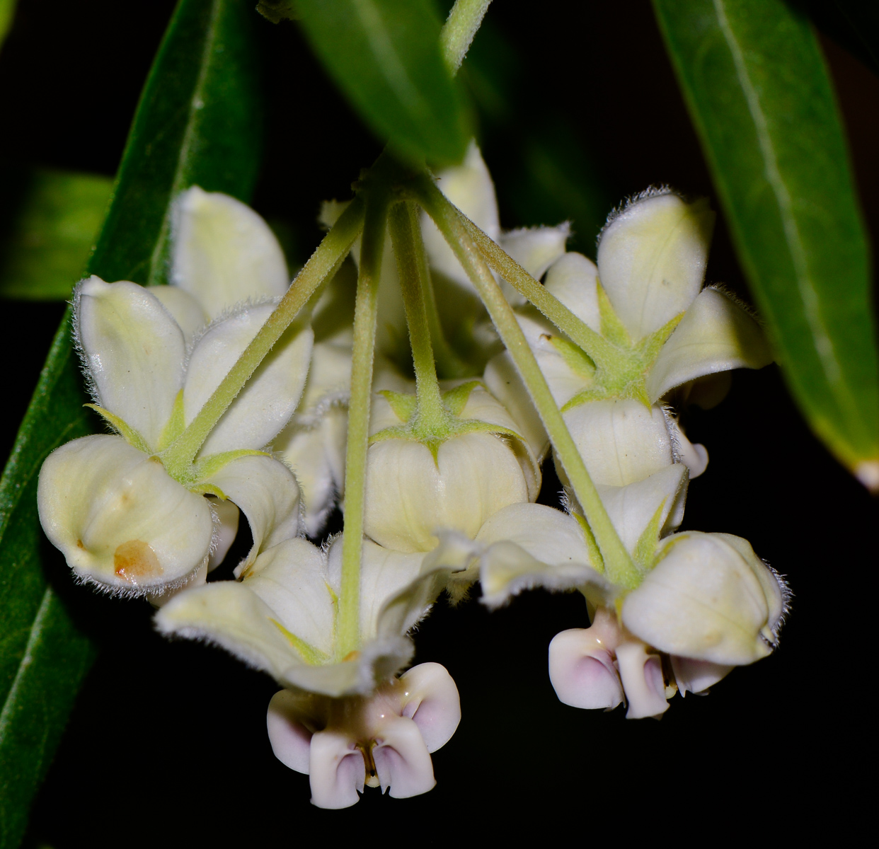 Изображение особи Gomphocarpus physocarpus.