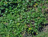 Ranunculus radicans