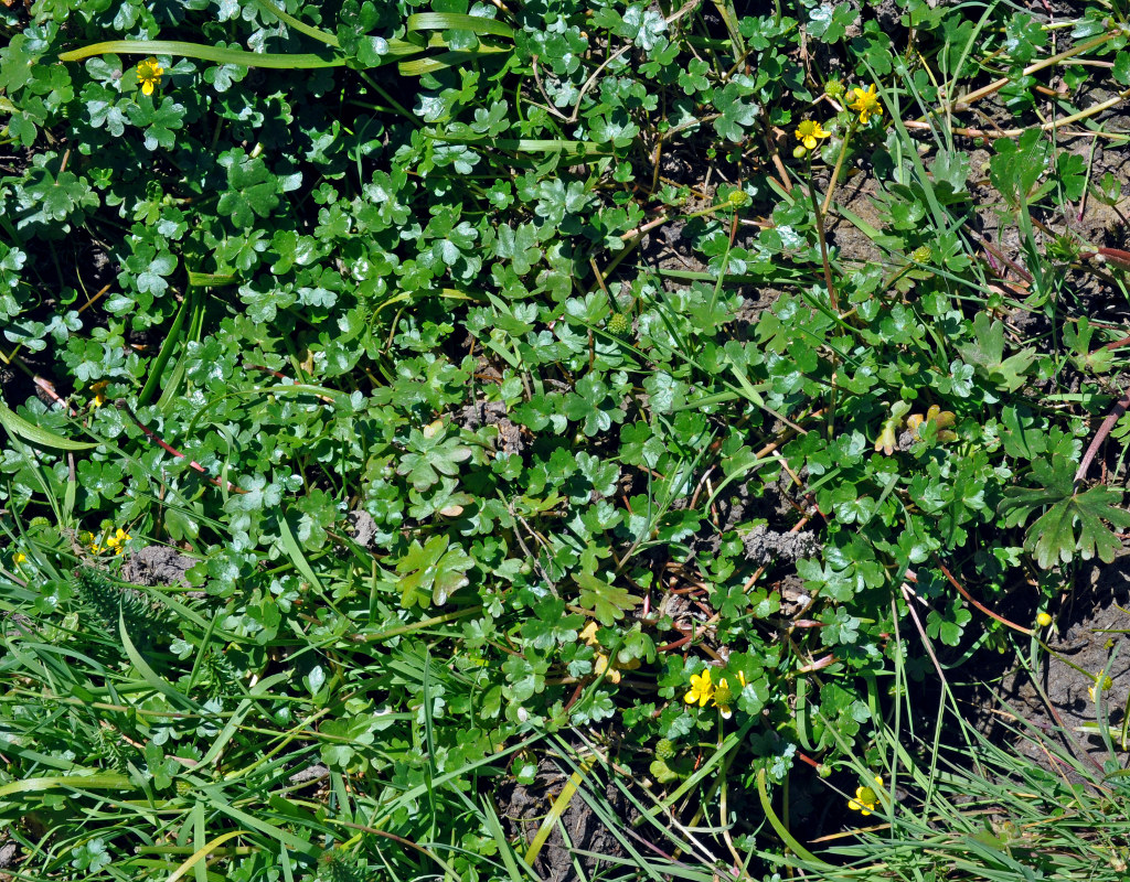 Image of Ranunculus radicans specimen.