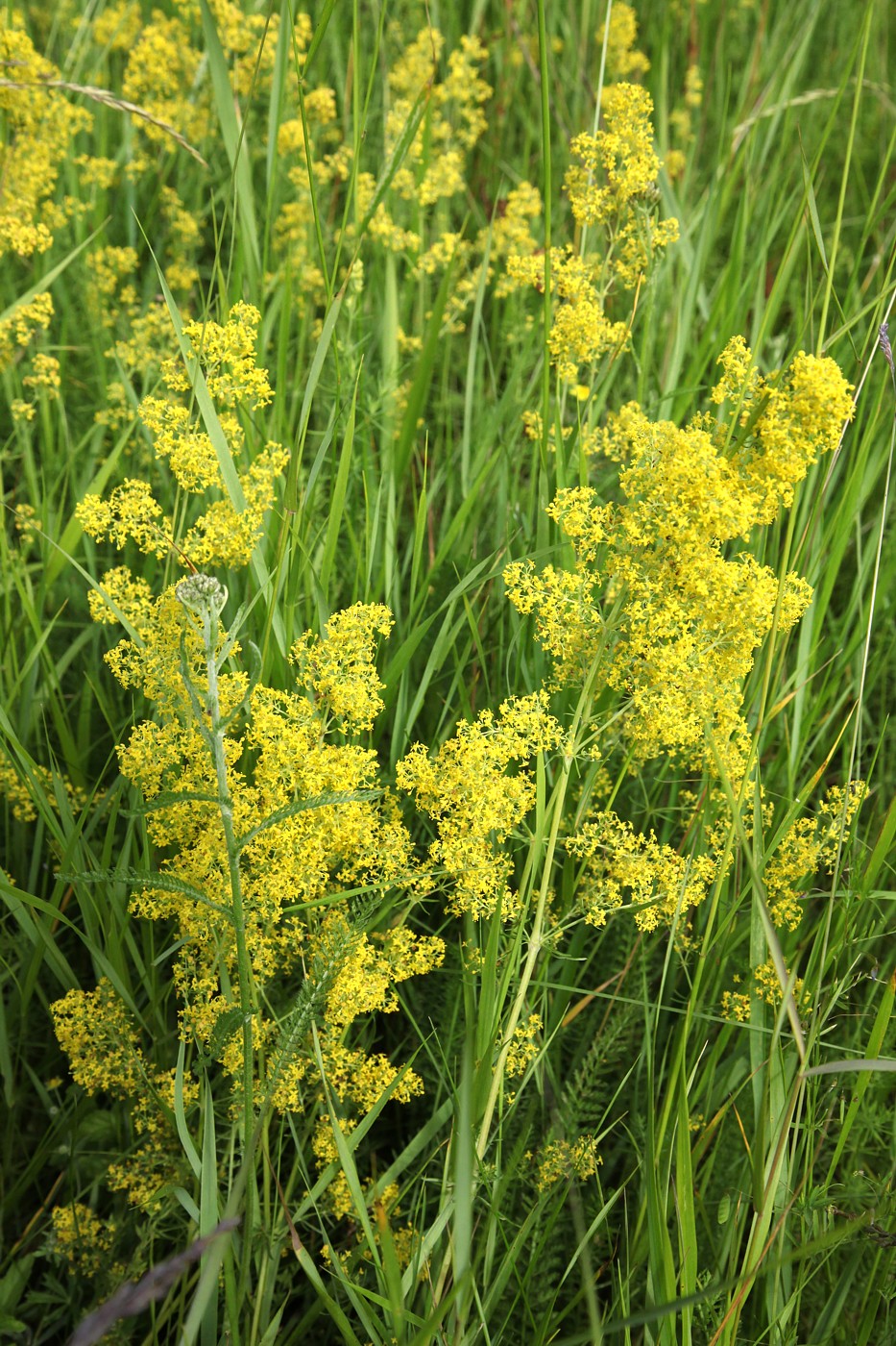 Изображение особи Galium verum.