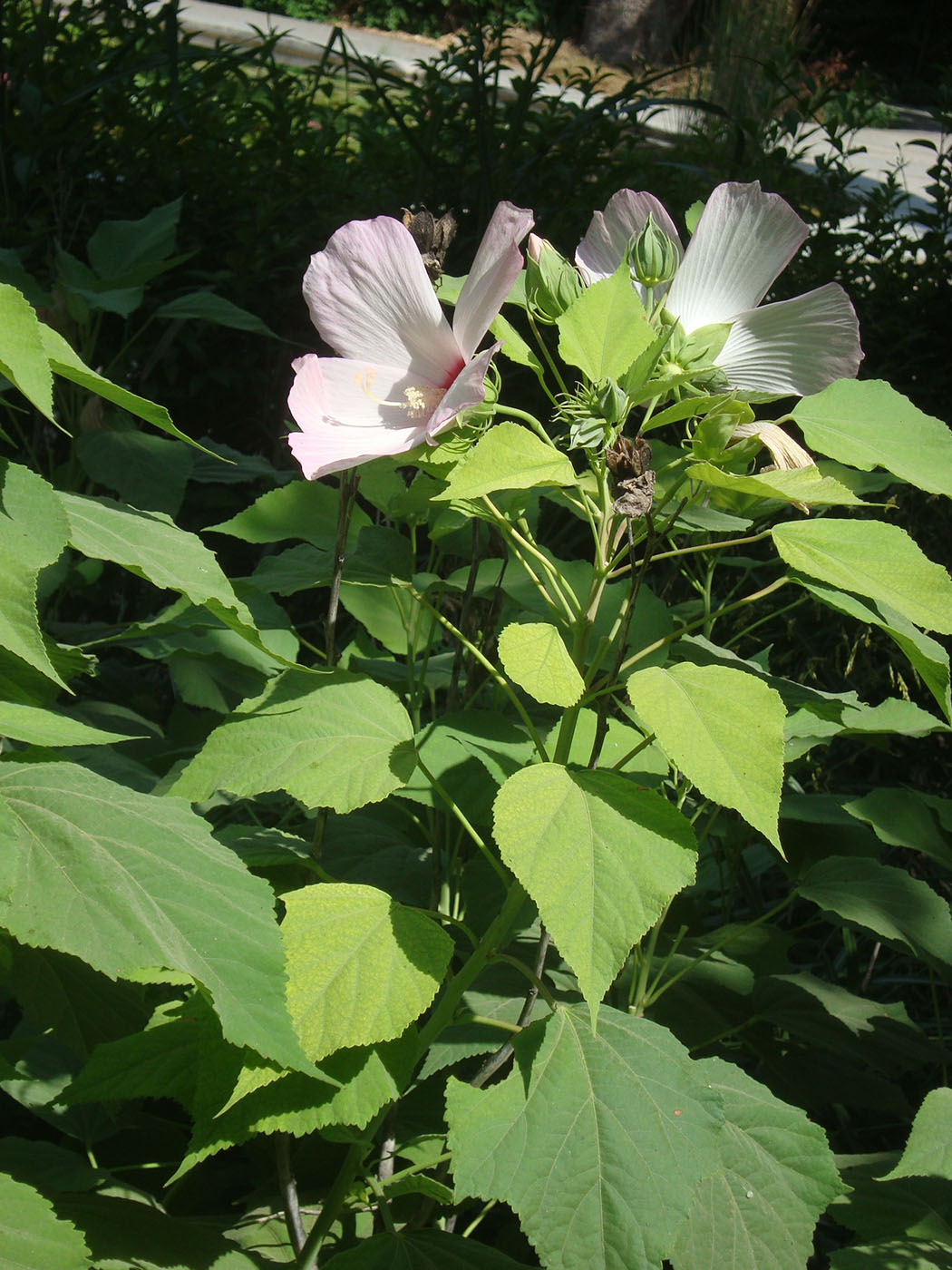 Image of genus Hibiscus specimen.