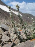 Artemisia aschurbajewii