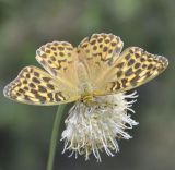 Cephalaria leucantha