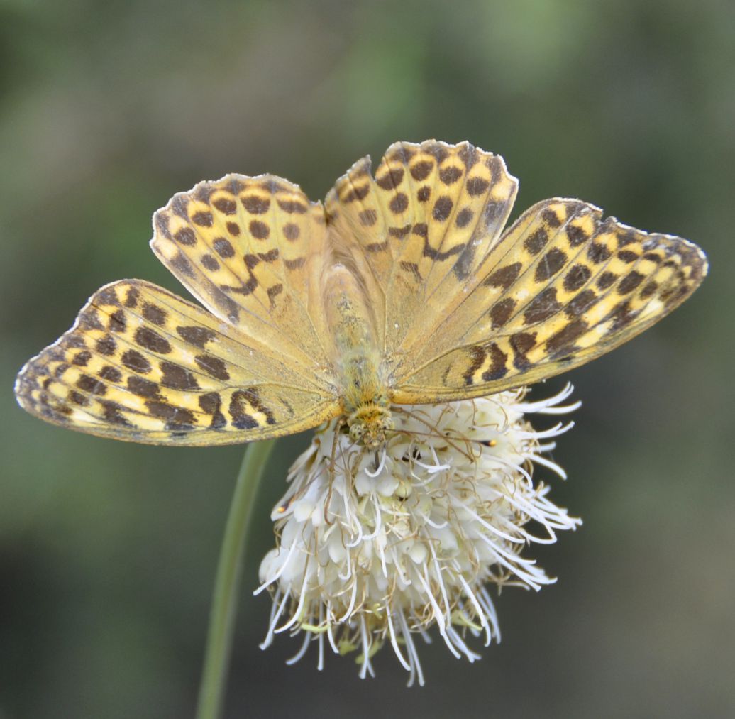 Изображение особи Cephalaria leucantha.