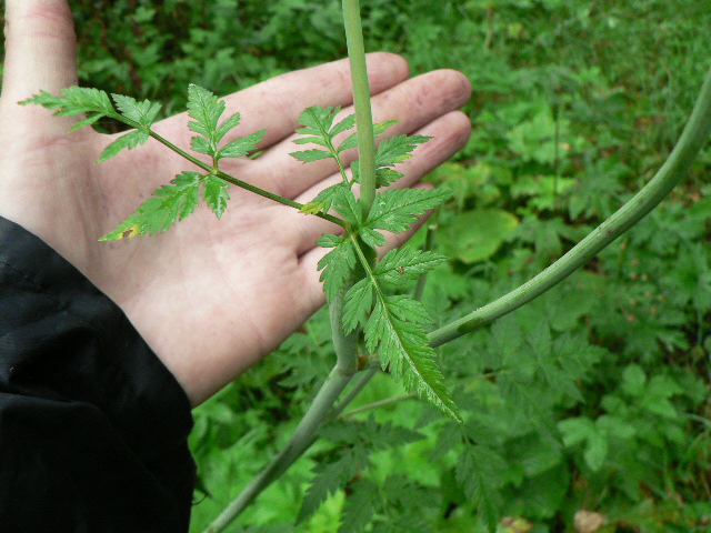 Изображение особи Conioselinum tataricum.