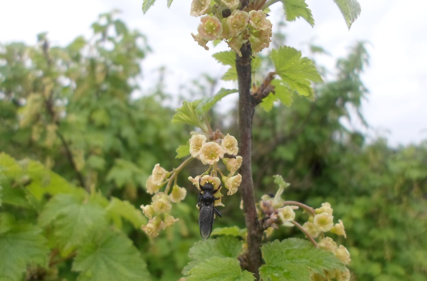 Изображение особи Ribes rubrum.