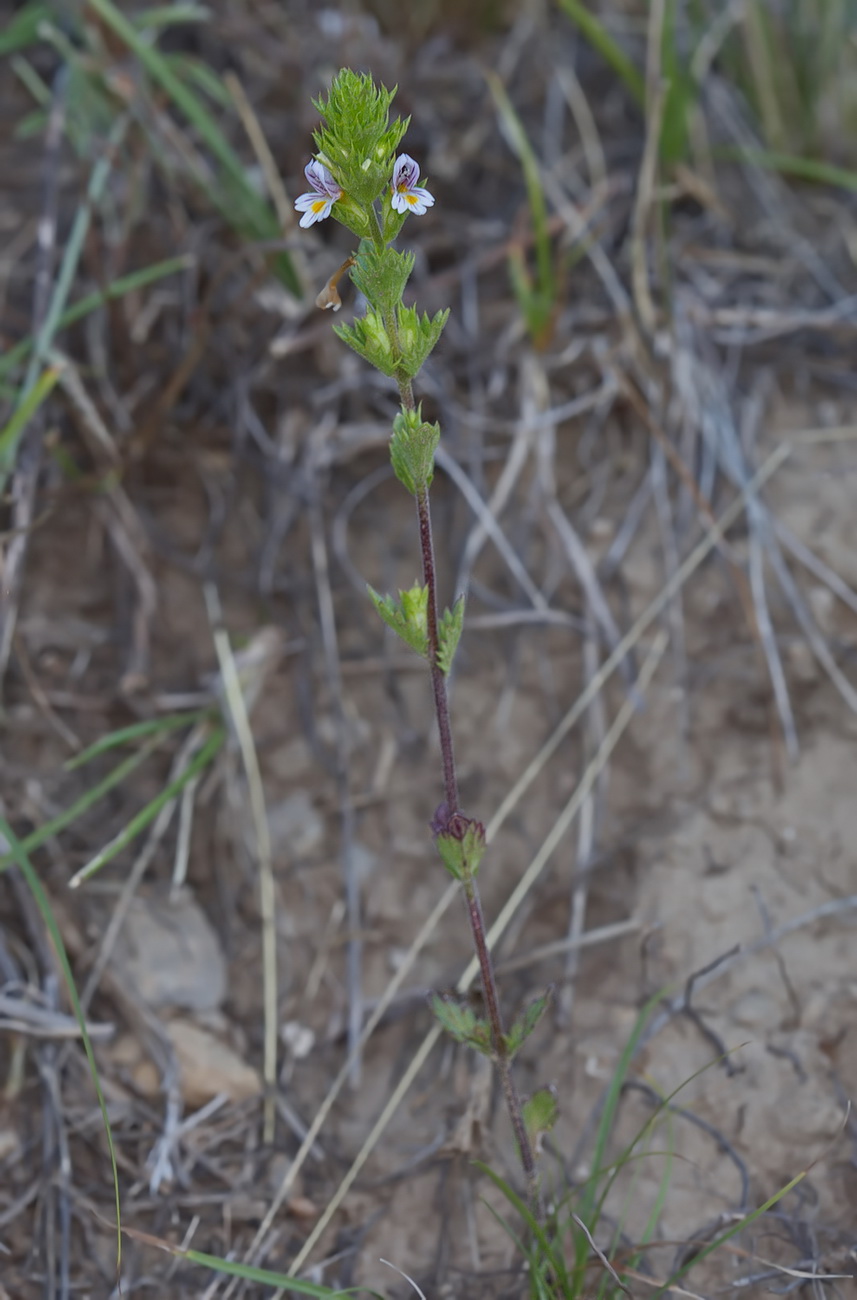 Изображение особи род Euphrasia.