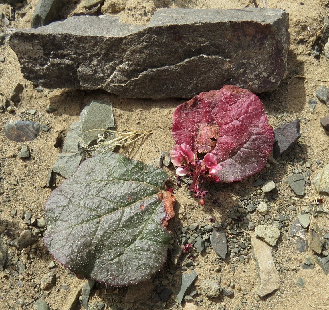 Image of Rheum nanum specimen.