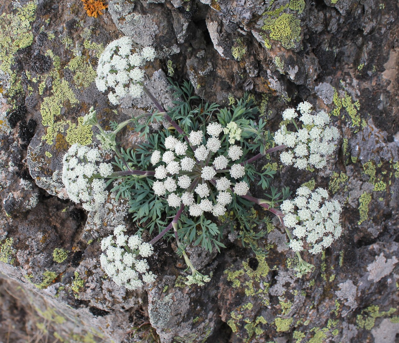 Image of Seseli petraeum specimen.