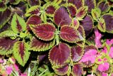 Coleus scutellarioides