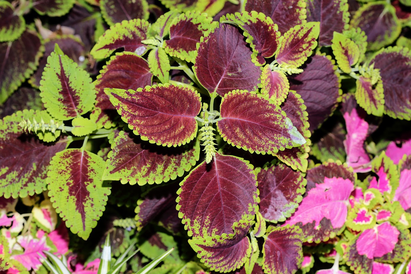 Изображение особи Coleus scutellarioides.