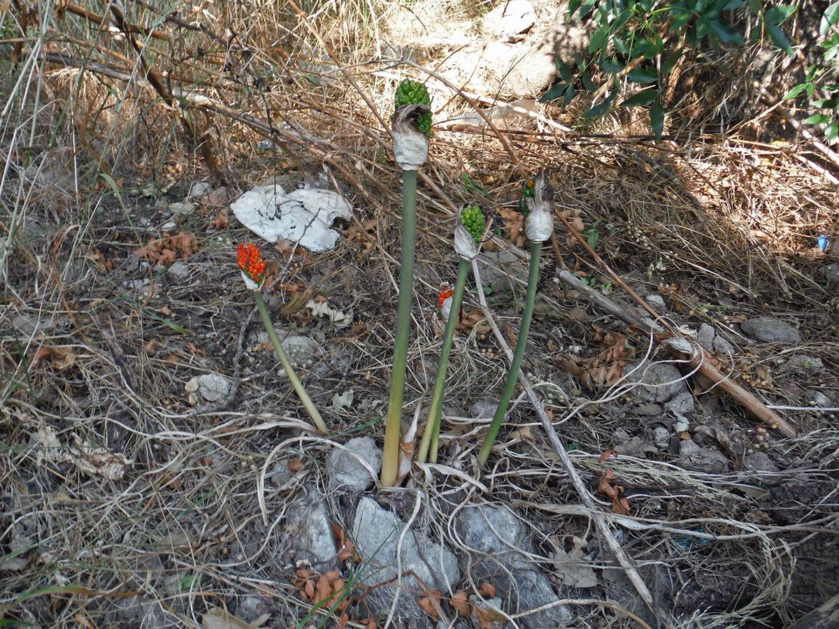 Image of genus Arum specimen.