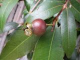 Syzygium jambos. Верхушка побега с завязавшимся плодом. Австралия, г. Брисбен, частная застройка, в культуре. 10.10.2015.