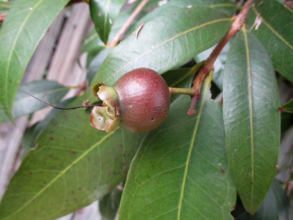 Image of Syzygium jambos specimen.