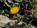 Centaurea idaea