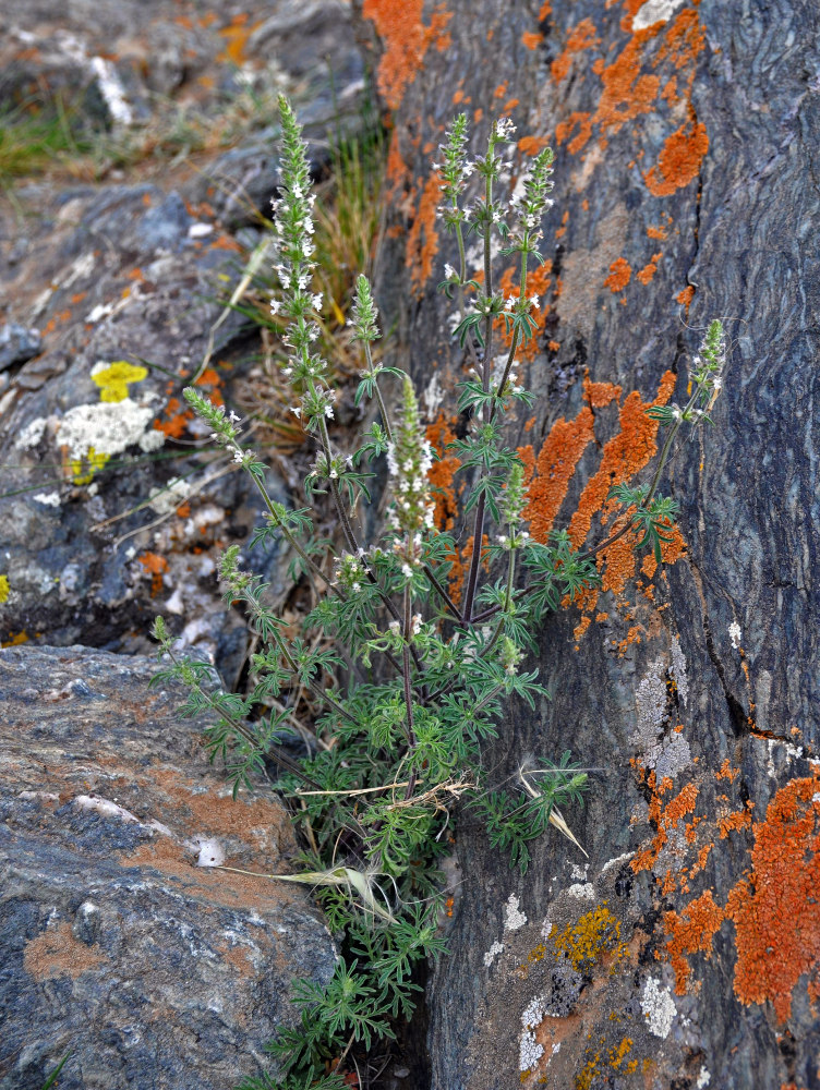 Image of Schizonepeta annua specimen.