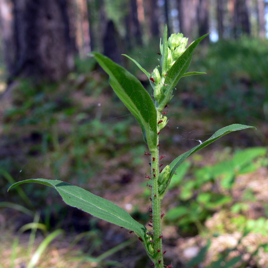 Image of Solidago virgaurea specimen.