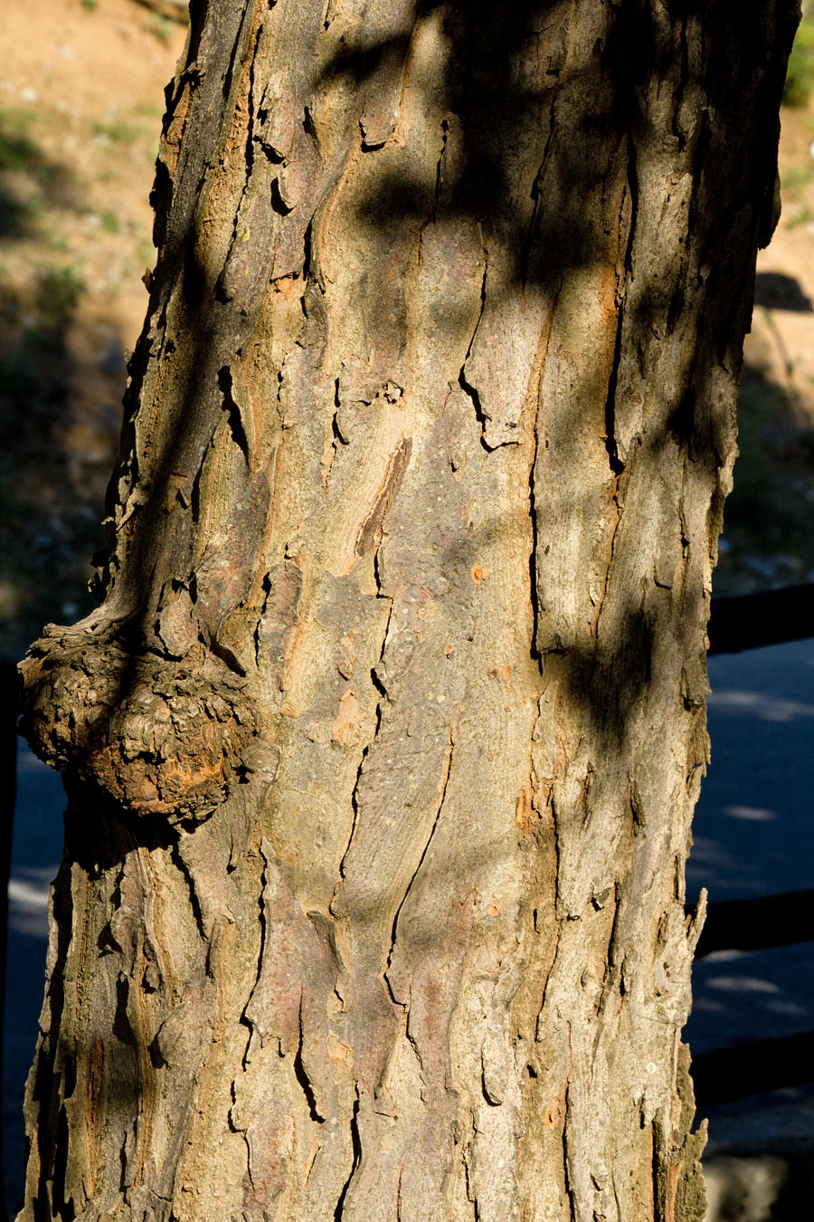 Image of Zelkova abelicea specimen.