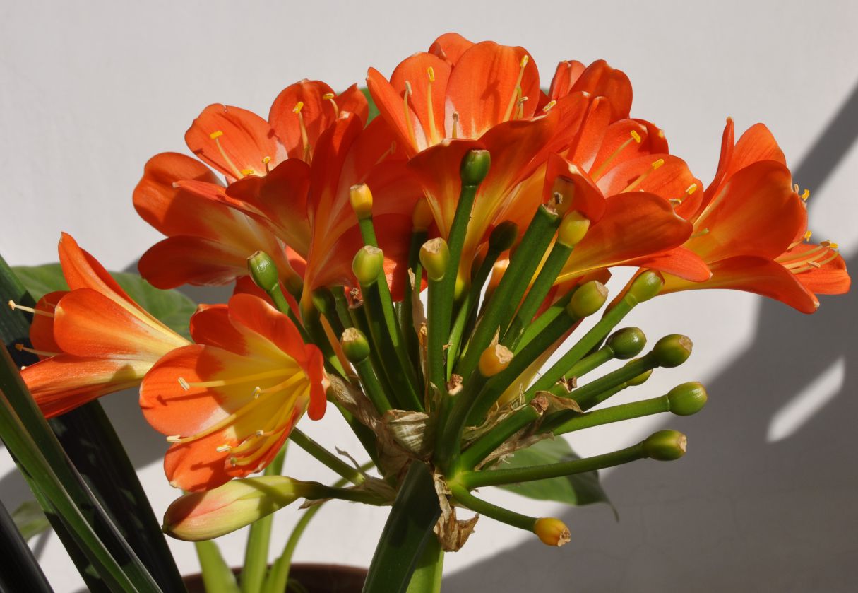 Изображение особи Clivia miniata.