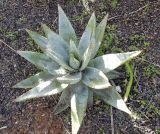 Aloe marlothii