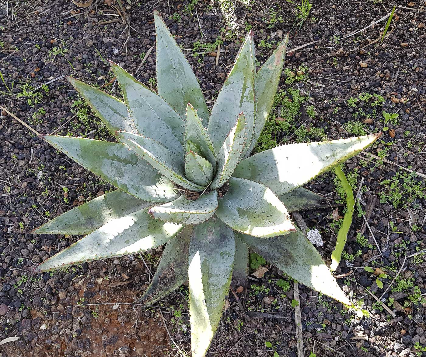 Изображение особи Aloe marlothii.