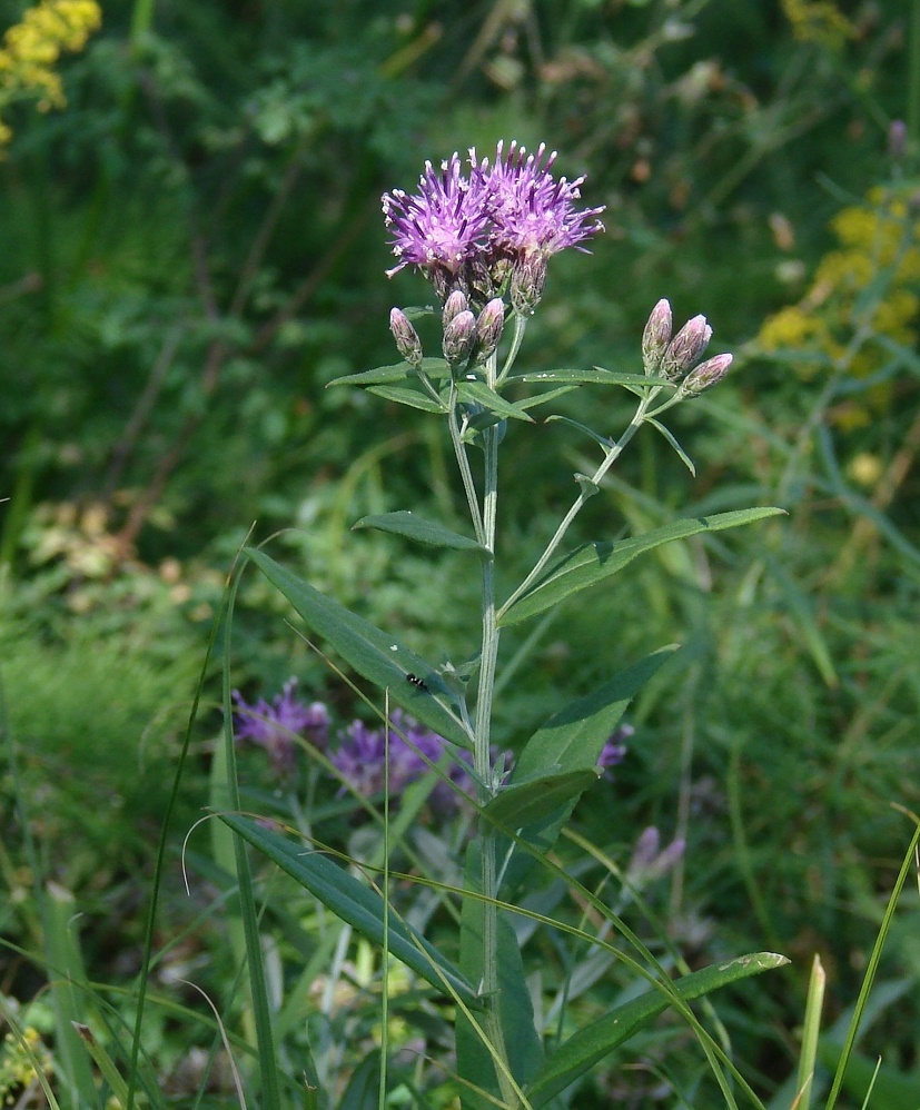 Изображение особи Saussurea salicifolia.