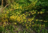 genus Forsythia