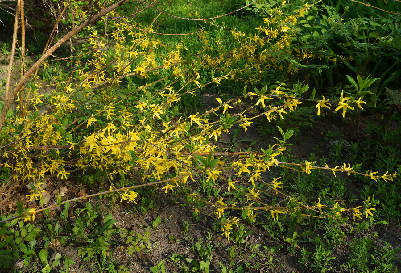 Image of genus Forsythia specimen.