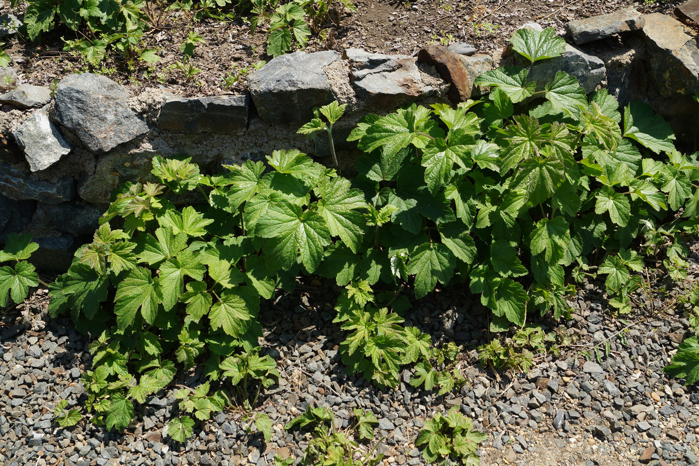 Изображение особи Anemone hupehensis.