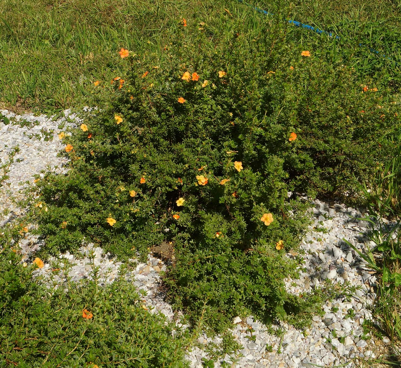 Image of Dasiphora fruticosa specimen.