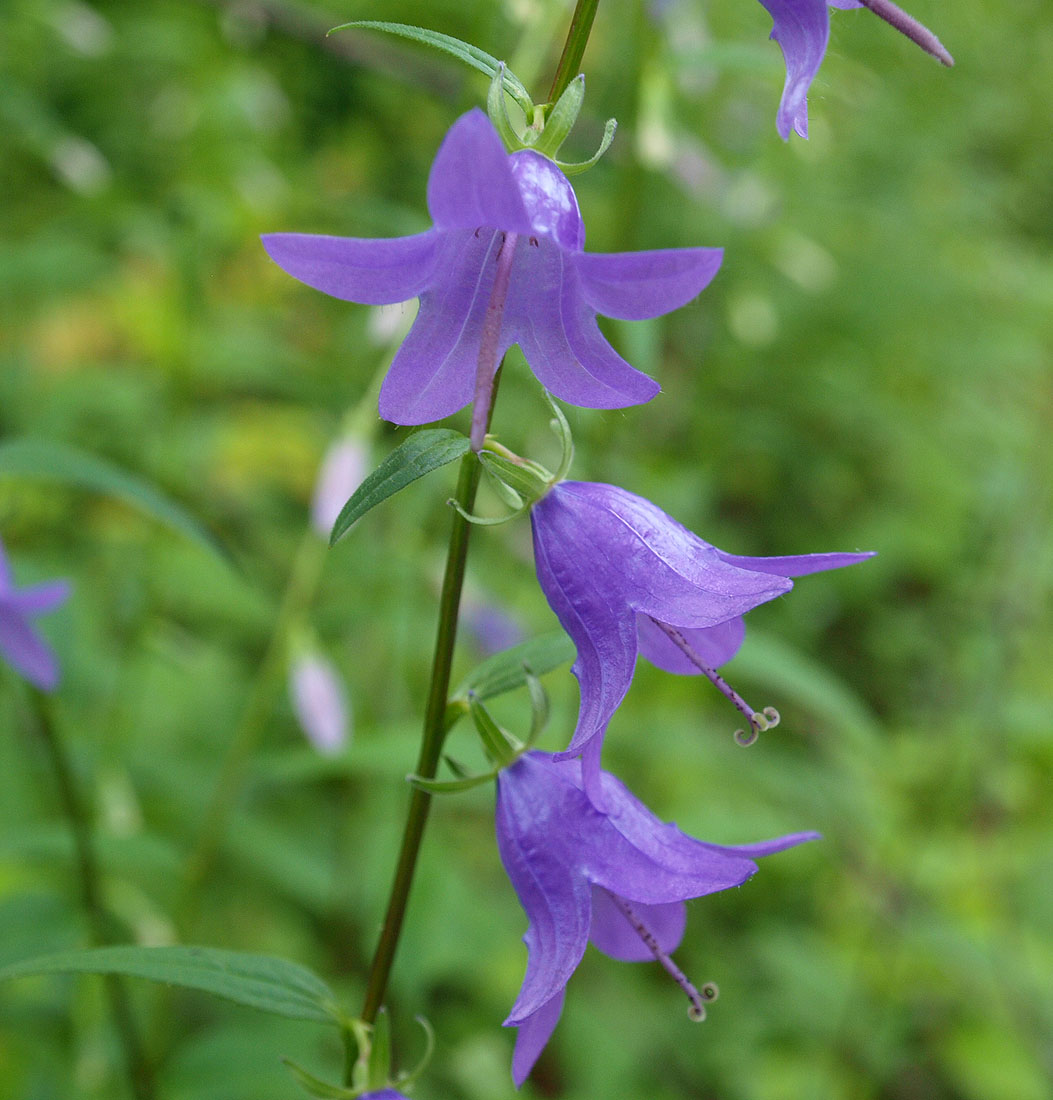 Image of Campanula rapunculoides specimen.