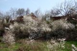 Prunus cerasifera. Цветущие растения. Краснодарский край, г. Усть-Лабинск, \"балка\" (ров Александровской крепости), сорные. 07.04.2018.