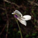 Viola suavis