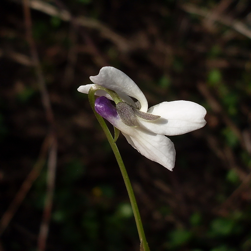 Image of Viola suavis specimen.