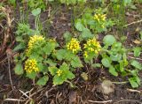 Scrophularia chrysantha. Цветущие растения. Москва, Воробьёвы горы, Ботанический сад МГУ, в культуре из Северо-Восточной Турции. 25.04.2018.