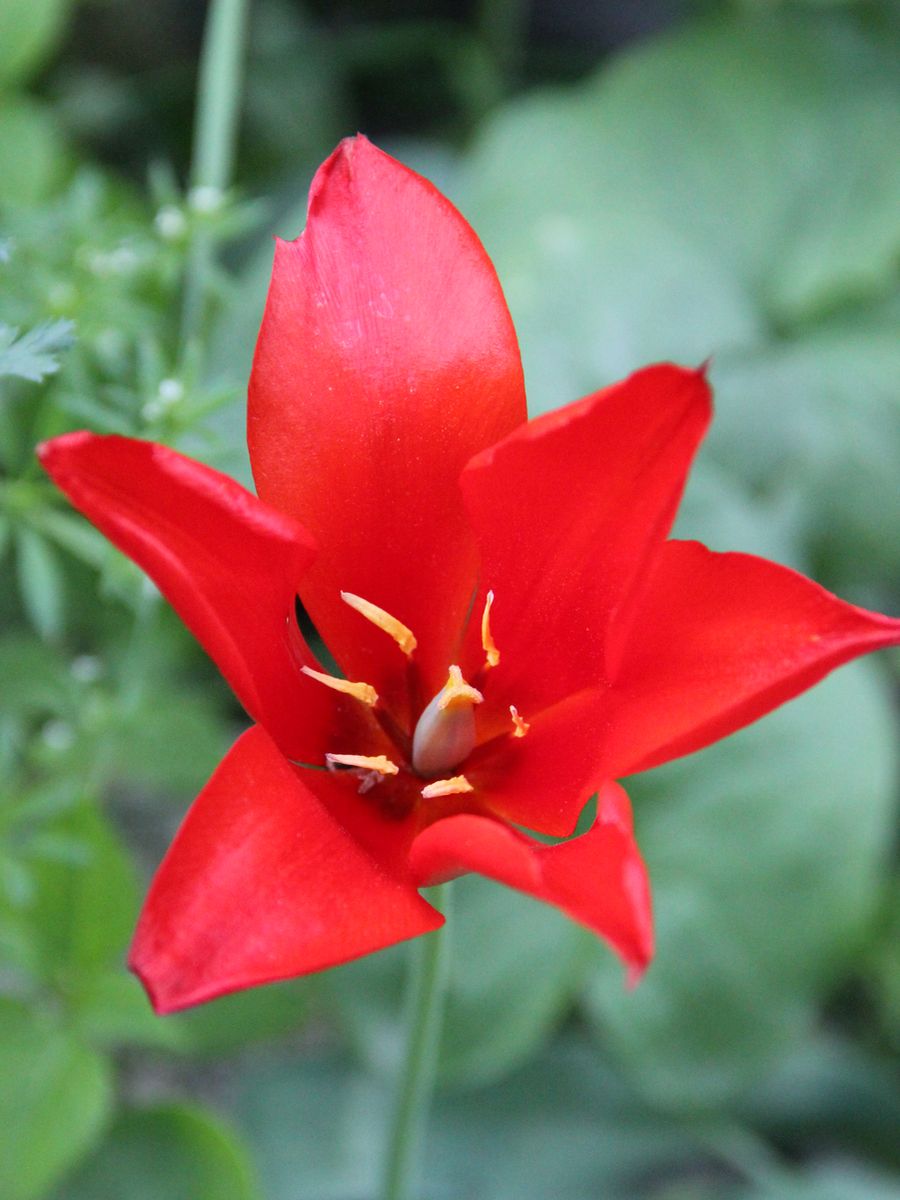 Image of Tulipa butkovii specimen.