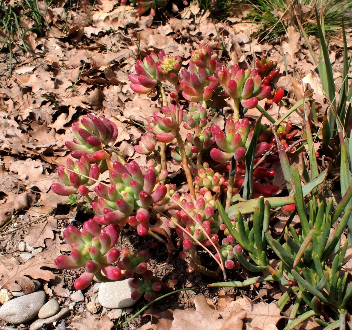Изображение особи Sedum rubrotinctum.