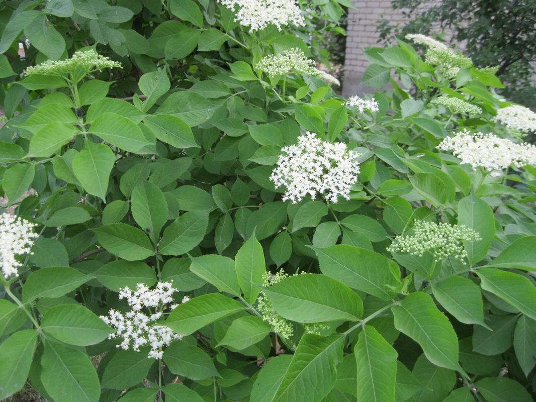 Изображение особи Sambucus nigra.