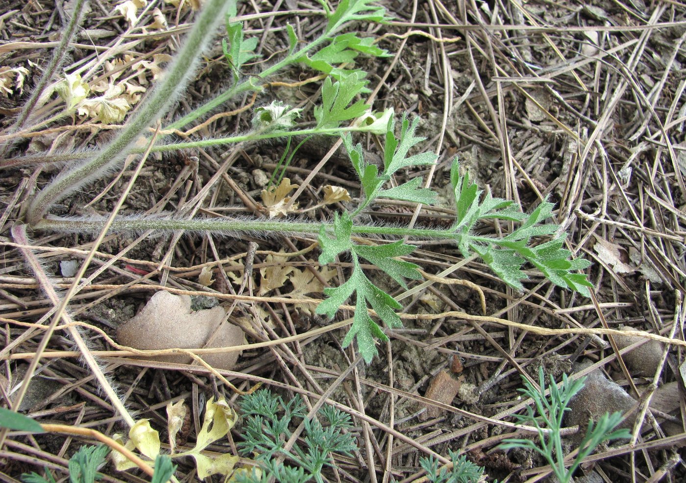 Image of Ranunculus oxyspermus specimen.