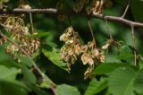 Ulmus laevis. Часть ветви с соплодиями. Санкт-Петербург, Пушкинский р-н, Павловск, в озеленении. 31.05.2018.