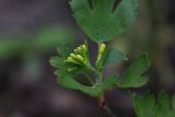 Ribes aureum