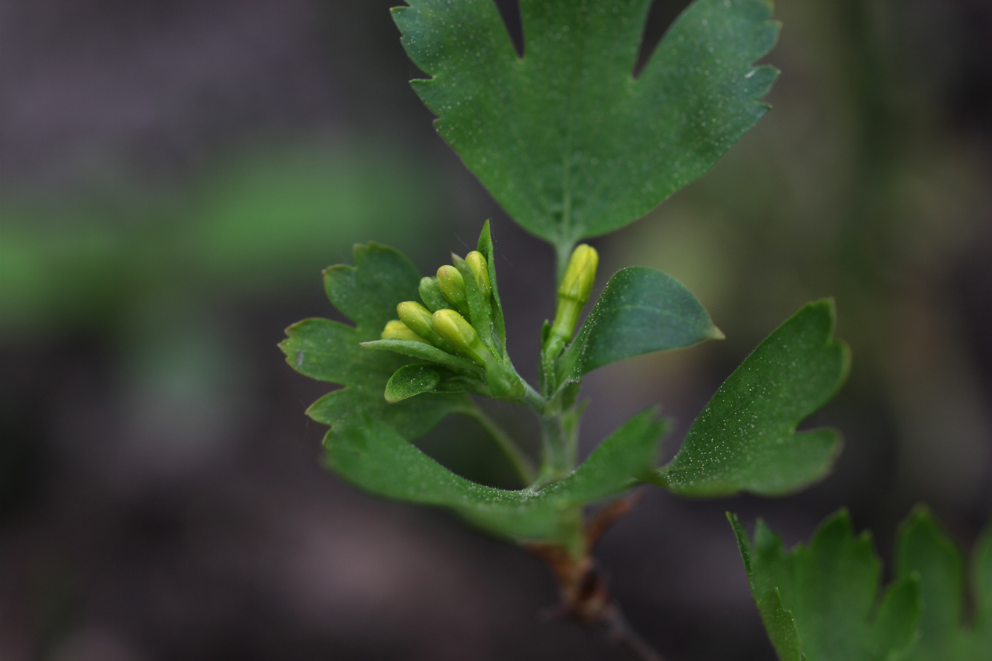 Изображение особи Ribes aureum.