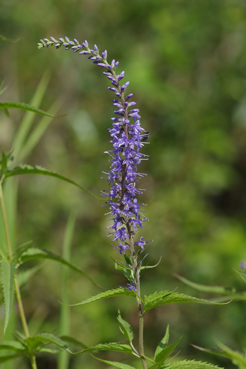 Image of Veronica longifolia specimen.