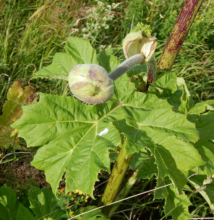 Image of Heracleum sosnowskyi specimen.