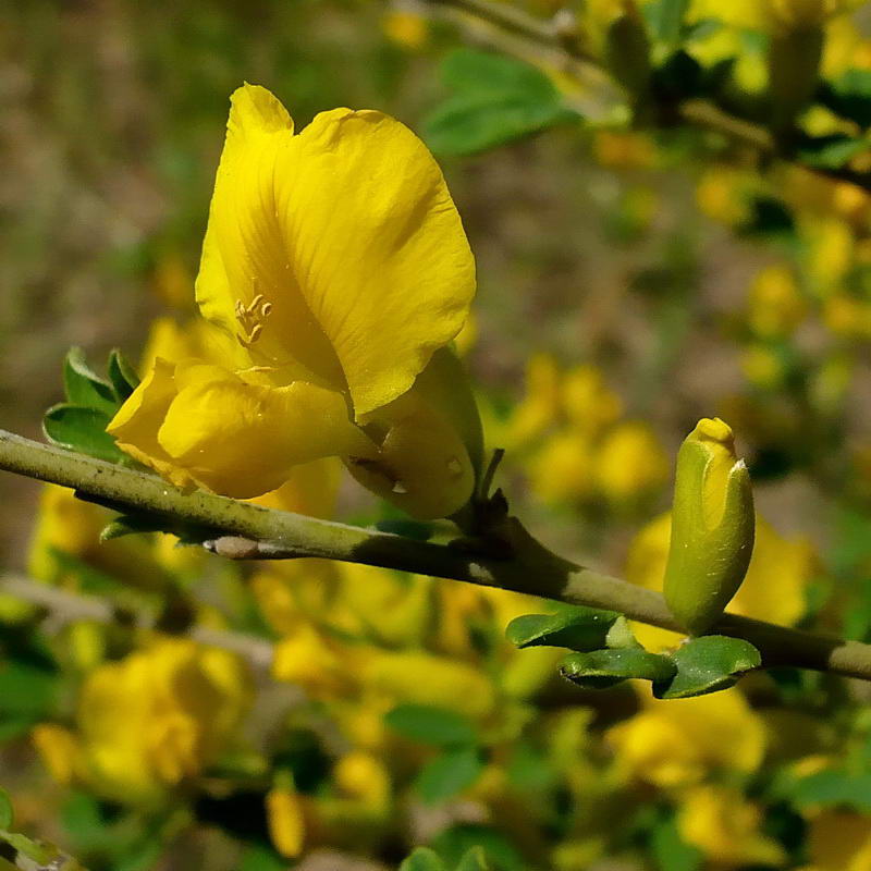 Изображение особи Chamaecytisus ruthenicus.