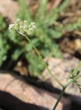 Torilis leptophylla